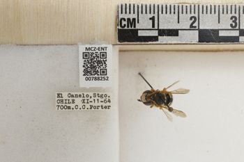 Media type: image;   Entomology 788252 Aspect: Labels